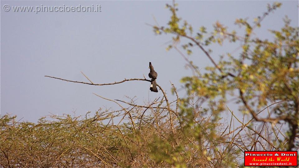 Ethiopia - 653 - Go-away Bird.jpg